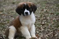 Biscuit 4957 F, a female Saint Bernard for sale in Kansas City, MO – Photo 2 of 6