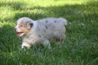 Red Merle Male John Wayne Blue Eyes, a male Australian Shepherd for sale in Kansas City, MO – 5 of 10
