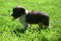 Female Purebred St Bernard Registered / Pedigree Female Cherrilyn, a female Saint Bernard for sale in Kansas City, MO – 4 of 10