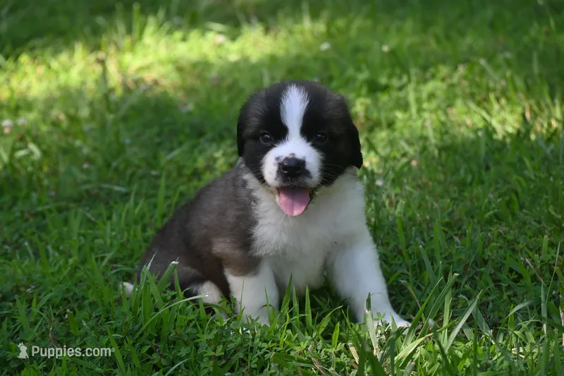 Lassie Purebred St Bernard Registered / Pedigree female  – Saint Bernard puppy for sale in Kansas City, MO