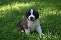 Lassie Purebred St Bernard Registered / Pedigree female , a female Saint Bernard for sale in Kansas City, MO – 1 of 10