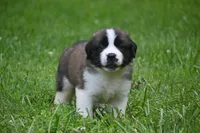 Purebred St Bernard Registered / Pedigree Calmly Male, a male Saint Bernard for sale in Kansas City, MO – 7 of 9