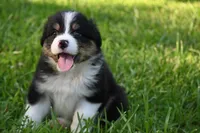 Tri Male Brutus, a male Australian Shepherd for sale in Kansas City, MO – 1 of 8