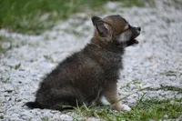 MIcro Tiny Gray Sable Wolf Mask / Registered / Pedigree, a female Pomeranian for sale in Kansas City, MO – 10 of 10