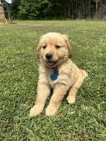 male puppy, a male Golden Retriever for sale in Gordo, AL – 3 of 3