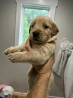 9 puppies , a male Golden Retriever for sale in Gordo, AL – 5 of 9