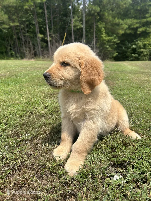 3 male puppies  – Golden Retriever puppy for sale in Gordo, AL