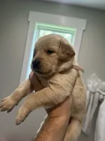9 puppies , a male Golden Retriever for sale in Gordo, AL – 9 of 9
