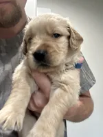 9 puppies , a male Golden Retriever for sale in Gordo, AL – 2 of 9