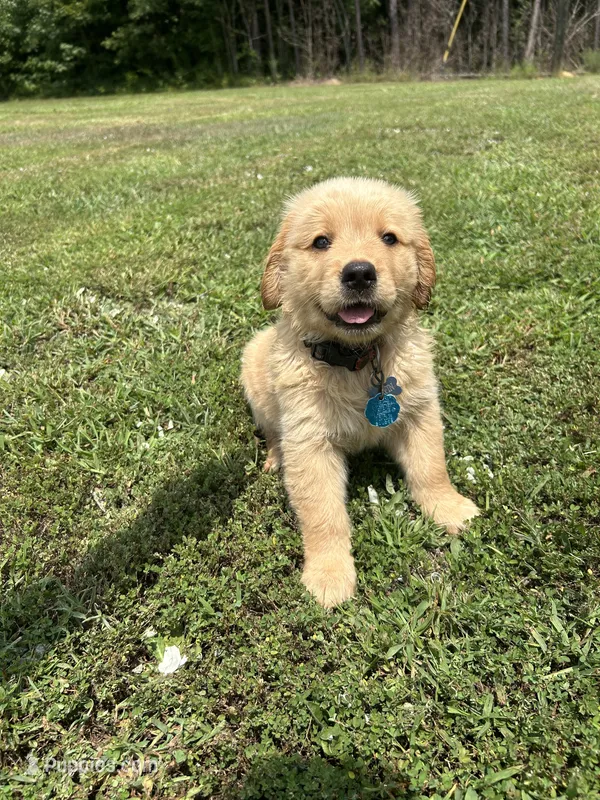 male puppy – Golden Retriever puppy for sale in Gordo, AL