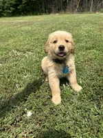 male puppy, a male Golden Retriever for sale in Gordo, AL – 1 of 3
