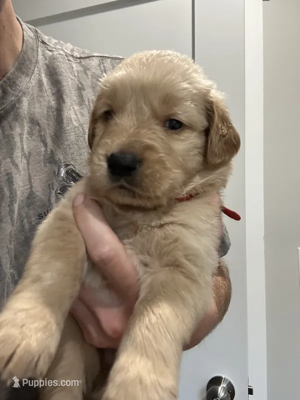 9 puppies  – Golden Retriever puppy for sale in Gordo, AL