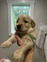 9 puppies , a male Golden Retriever for sale in Gordo, AL – 8 of 9