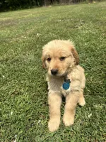 male puppy, a male Golden Retriever for sale in Gordo, AL – 2 of 3