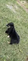 Tri a, a female Australian Shepherd for sale in Chiefland, FL – 6 of 9
