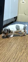 D1 female, a female Jack Russell Terrier for sale in Chiefland, FL – 5 of 6