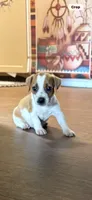M1 F, a female Jack Russell Terrier for sale in Chiefland, FL – 3 of 4