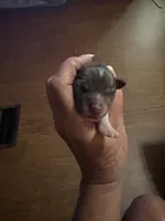 MJ 1 F, a female Jack Russell Terrier for sale in Chiefland, FL – 2 of 4