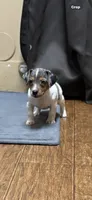 D1 female, a female Jack Russell Terrier for sale in Chiefland, FL – 1 of 6