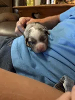 Merle a, a female Australian Shepherd for sale in Chiefland, FL – 3 of 5
