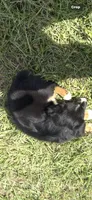 Tri a, a female Australian Shepherd for sale in Chiefland, FL – 7 of 9