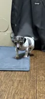 D1 female, a female Jack Russell Terrier for sale in Chiefland, FL – 2 of 6