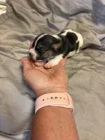 D2 female , a female Jack Russell Terrier for sale in Chiefland, FL – 6 of 10