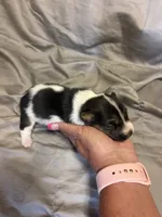 D2 female , a female Jack Russell Terrier for sale in Chiefland, FL – 7 of 10