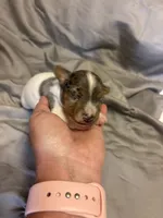 D1 female, a female Jack Russell Terrier for sale in Chiefland, FL – 9 of 10
