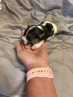 D2 female , a female Jack Russell Terrier for sale in Chiefland, FL – 5 of 10