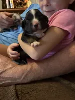 Tri a, a female Australian Shepherd for sale in Chiefland, FL – 2 of 7
