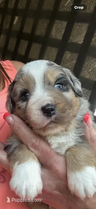 Aussie f 2 – Australian Shepherd puppy for sale in Chiefland, FL