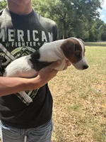 M sas 2, a male Jack Russell Terrier for sale in Chiefland, FL – Photo 8 of 8