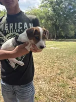 M sas 2, a male Jack Russell Terrier for sale in Chiefland, FL – Photo 4 of 8