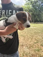M sas 2, a male Jack Russell Terrier for sale in Chiefland, FL – Photo 3 of 8