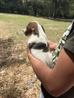 M sas 2, a male Jack Russell Terrier for sale in Chiefland, FL – Photo 6 of 8