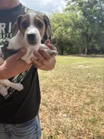 M sas 2, a male Jack Russell Terrier for sale in Chiefland, FL – Photo 2 of 8