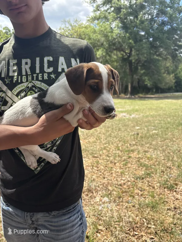 M sas 2 – Jack Russell Terrier puppy for sale in Chiefland, FL
