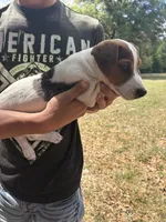 M sas 2, a male Jack Russell Terrier for sale in Chiefland, FL – Photo 7 of 8