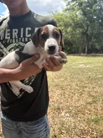 M sas 2, a male Jack Russell Terrier for sale in Chiefland, FL – Photo 5 of 8