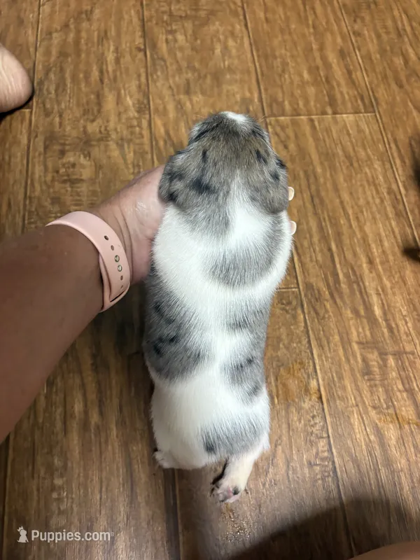 MJ3F – Jack Russell Terrier puppy for sale in Chiefland, FL