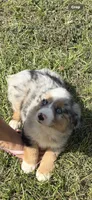 Merle a, a female Australian Shepherd for sale in Chiefland, FL – 8 of 8