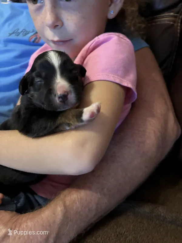 Tri a – Australian Shepherd puppy for sale in Chiefland, FL