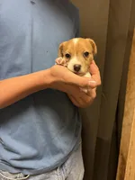 F sassy 1, a female Jack Russell Terrier for sale in Chiefland, FL – Photo 4 of 4