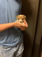 F sassy 1, a female Jack Russell Terrier for sale in Chiefland, FL – Photo 1 of 4