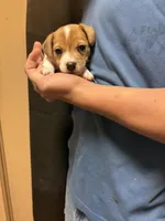 F sassy 1, a female Jack Russell Terrier for sale in Chiefland, FL – Photo 2 of 4