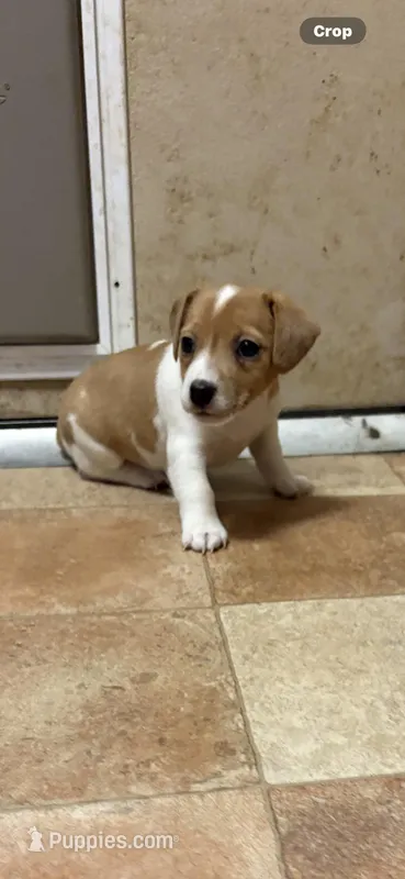 F sassy 1 – Jack Russell Terrier puppy for sale in Chiefland, FL