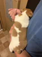 F sassy 1, a female Jack Russell Terrier for sale in Chiefland, FL – Photo 3 of 4