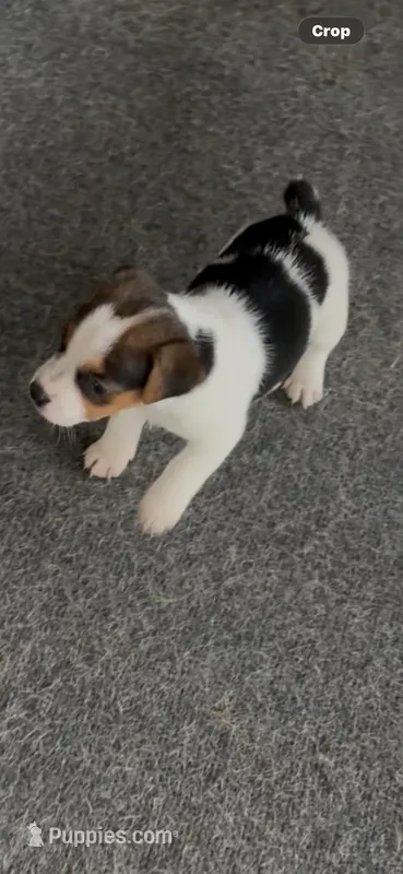 F Maz 2 – Jack Russell Terrier puppy for sale in Chiefland, FL