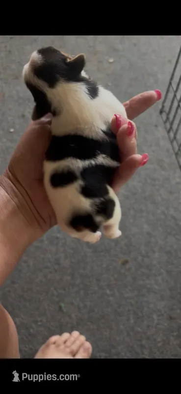 F max 2 – Jack Russell Terrier puppy for sale in Chiefland, FL